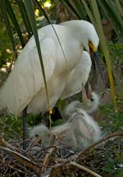 Snowy Egret Photo