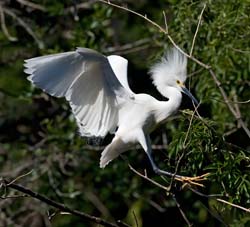 Snowy Egret Photo