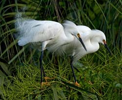 Snowy Egret Photo