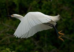 Snowy Egret Photo