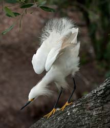 Snowy Egret Photo