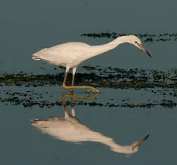 Snowy Egret Photo