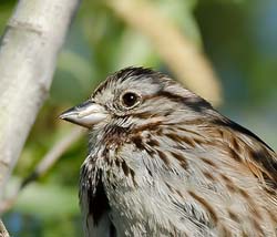 Song Sparrow Photo