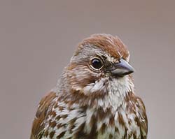 Song Sparrow Photo