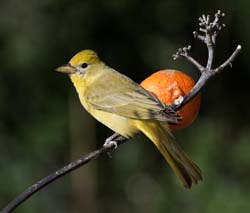 Summer Tanager Photo