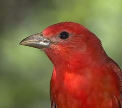 Summer Tanager Photo