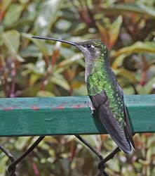 Talamanca_Hummingbird Photo