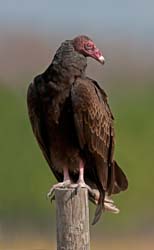 Turkey Vulture Photo