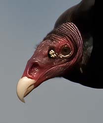 Turkey Vulture Photo