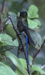 Violet-tailed_Sylph