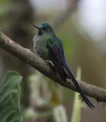 Violet-tailed_Sylph