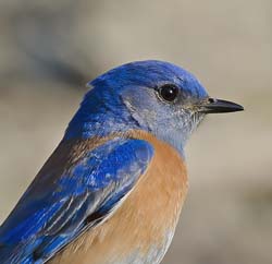 Western Bluebird Photo
