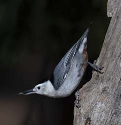 White_breasted Nuthatch Photo