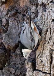 White-breasted Nuthatch Photo