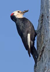 White-headed Woodpecker Photo