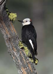White-headed Woodpecker Photo