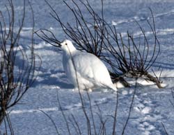 Willow Ptarmigan