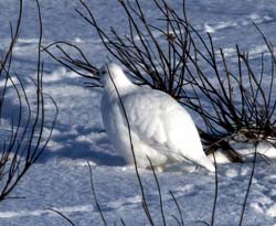 Willow Ptarmigan
