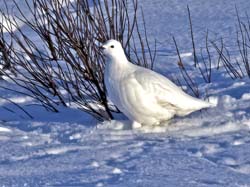 Willow Ptarmigan