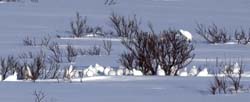 Willow Ptarmigan