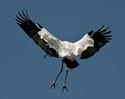 Wood Stork Photo