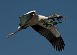 Wood Stork Photo