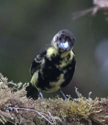 Yellow-rumped Tanager