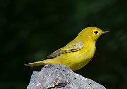Yellow Warbler Photo Picture