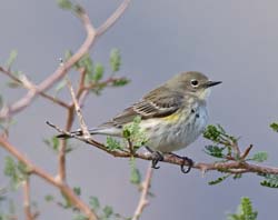 Yellow-rumped Warbler Photo Picture