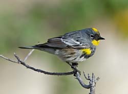 Yellow-rumped Warbler Photo Picture