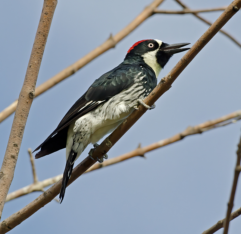 Acorn_Woodpecker_11_CA_014