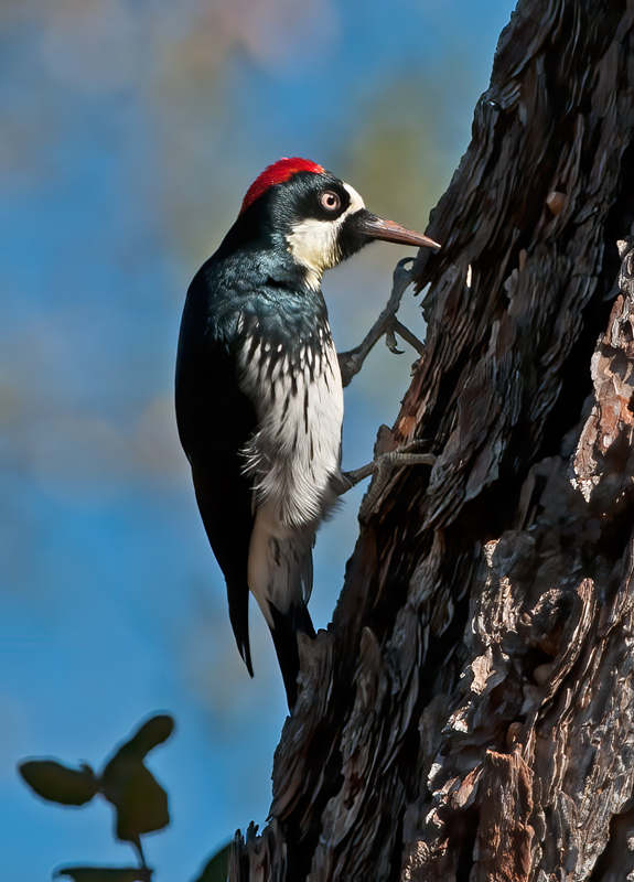 Acorn_Woodpecker_11_CA_053