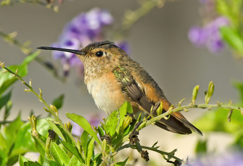 Allens_Hummingbird_11_CA_089
