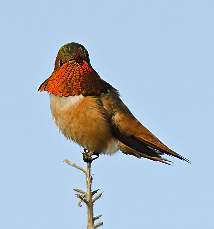 Allens_Hummingbird_14_CA_056