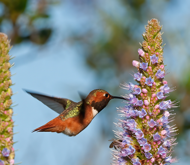 Allens_Hummingbird_14_CA_096