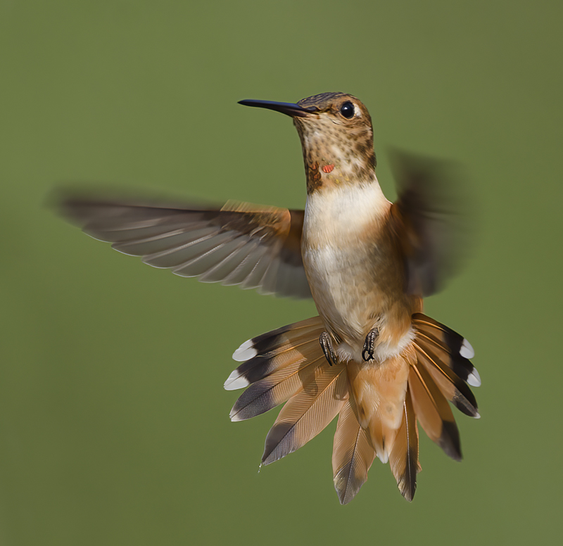 Allens_Hummingbird_14_CA_309