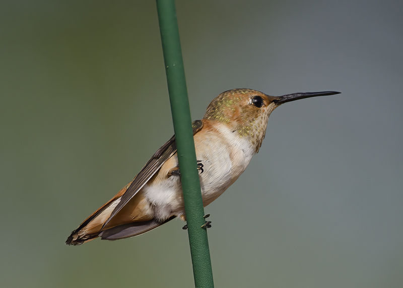 Allens_Hummingbird_14_CA_498