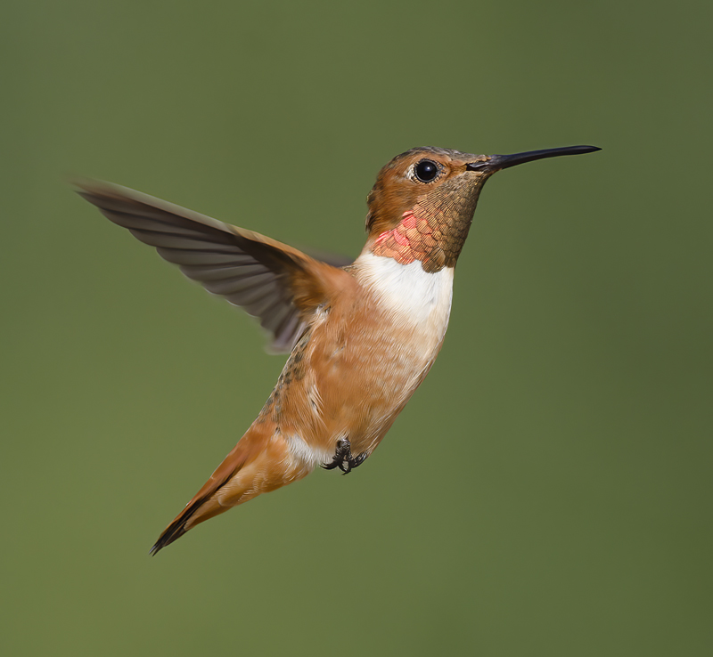 Allens_Hummingbird_14_CA_499