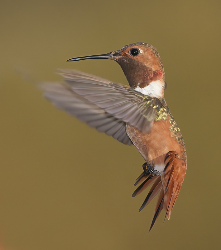 Allens_Hummingbird_14_CA_523