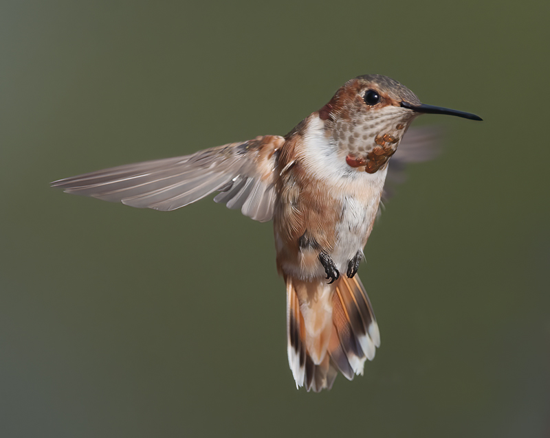 Allens_Hummingbird_14_CA_527