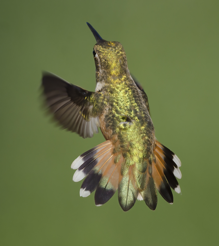 Allens_Hummingbird_14_CA_549