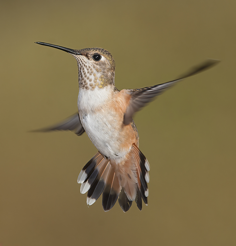 Allens_Hummingbird_14_CA_561