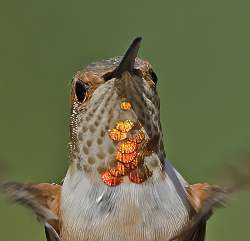 Allens_Hummingbird_14_CA_658