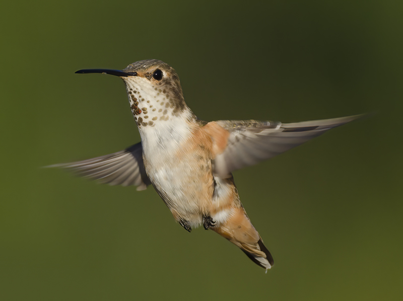 Allens_Hummingbird_14_CA_676