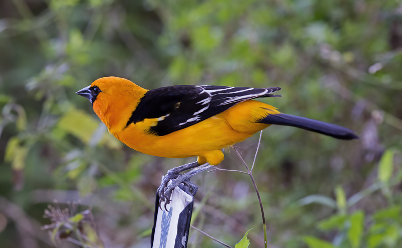 Altamira_Oriole_TX_18_004