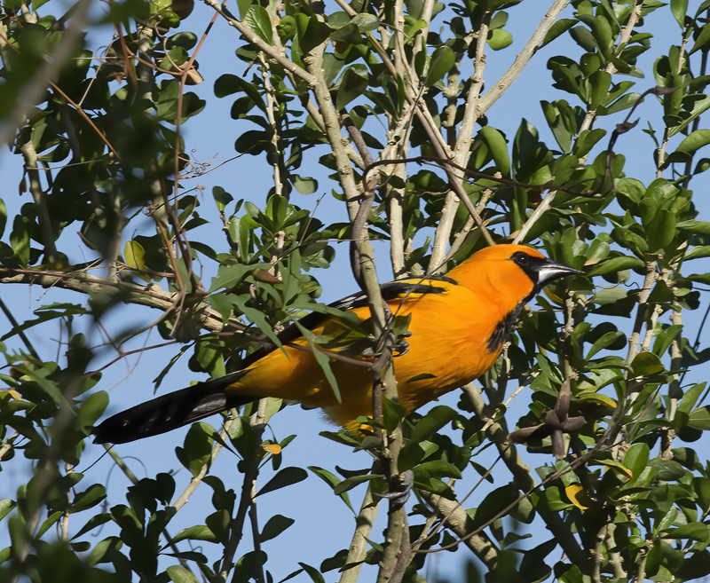 Altamira_Oriole_TX_18_040
