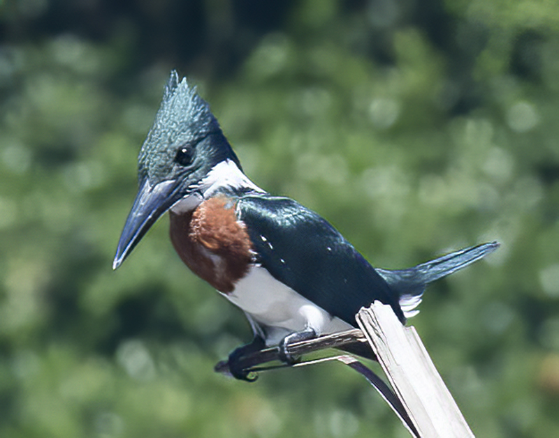 Amazon_Kingfisher_17_Costa_Rica_042