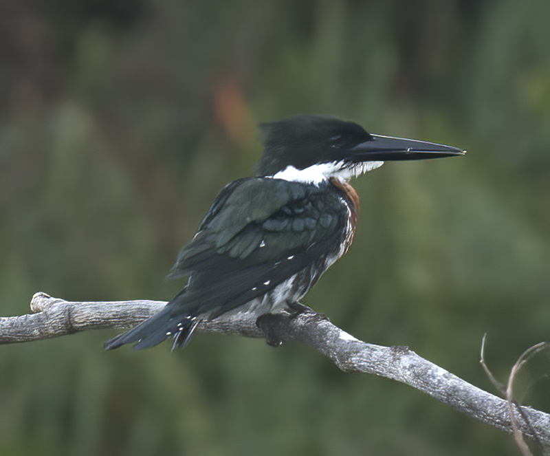 Amazon_Kingfisher_17_Costa_Rica_066