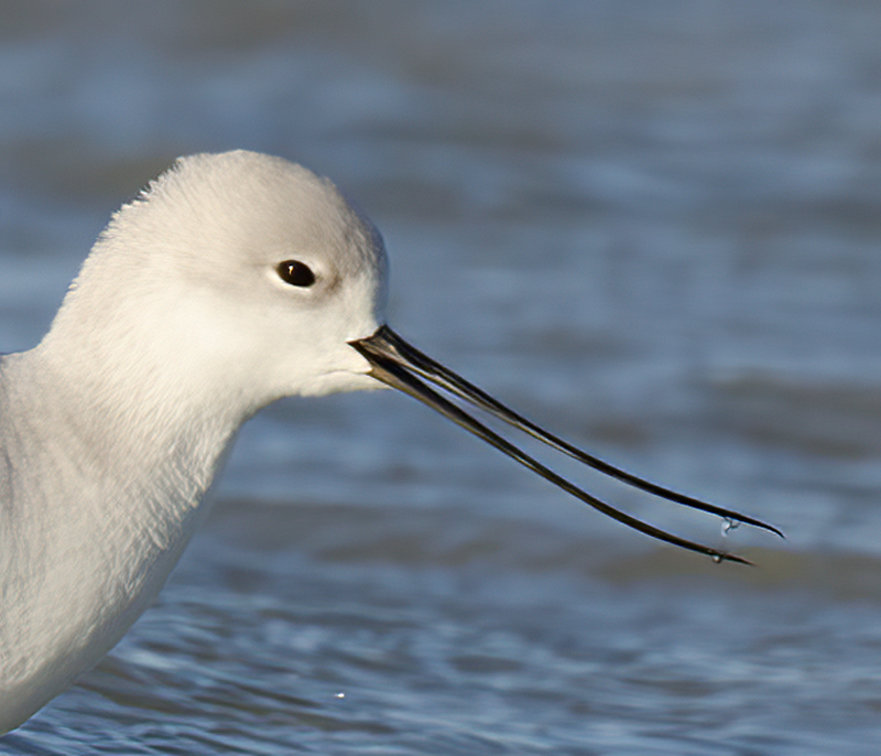 American_Avocet_10_FL_006