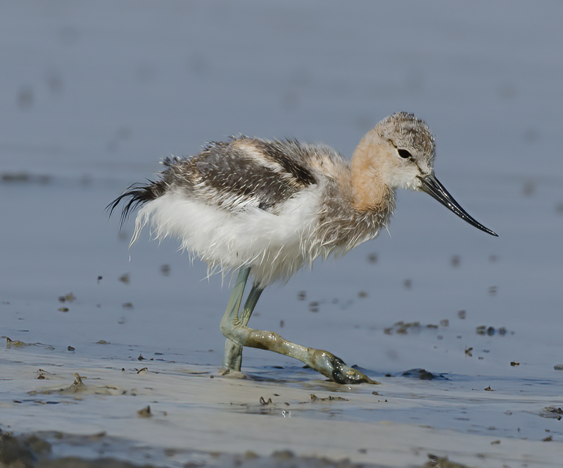American_Avocet_11_CA_083